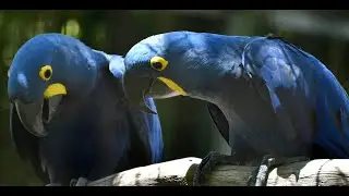 ARA HYACINTHE NOURRISSAGE - Anodorhynchus hyacinthinus - Hyacinth Macaw
