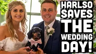 The Best Dog! Harlso Saves The Wedding Day!
