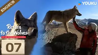 [Return To The Wolves] EP07:  It&rsquo;s humans who save you, and humans you must flee from!😭 | YOUKU