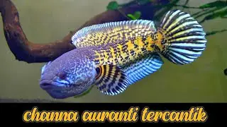 CHANNA AURANTI TERCANTIK
