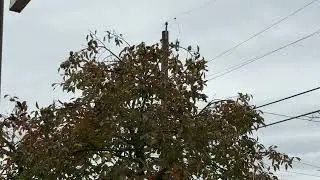 Urban Bird Behavior: Euro Starlings Eating Persimmons 