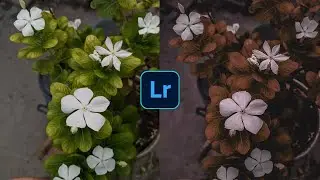 Lightroom Photo Editing Tutorial In Mobile | Lightroom editing tutorial | Iconic Tips |