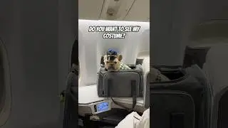 Would you you let this cutie fly you in his plane? #dogsofyoutube #travel #frenchie #buhi #puppy