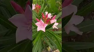 Nerium 🌸 #ytshotstrending #ytshorts #ytviral