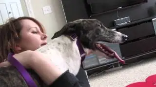 First day in her new home:  Our retired racing Greyhound Doodad