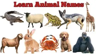 Animal Names || Cow, Fox, Camel, Snake, Fish, Bat || Learn Animal Names || KiDs Stories