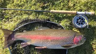Fly Fishing for specimen Rainbow Trout | Innis Fly Fishery