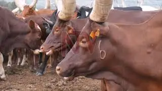 Government urged to maintain veterinary diagnostic laboratories