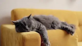 LIVE Peaceful Cat Nap Stream for Sleep Aid 😌 | Season 10