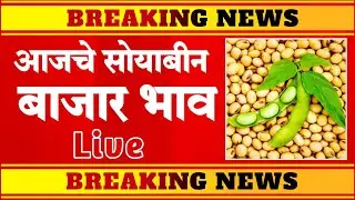 सोयाबीन बाजार भाव | Soyaben bajar bhav | महा बाजारभाव | cotton market update | To Day Cotton Market