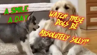A Smile a Day: Watch These Dogs Be Absolutely Silly!