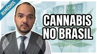 CANNABIS MEDICINAL 🇧🇷🏥 :  Anvisa autoriza Embrapa a iniciar pesquisas com cultivo de cannabis