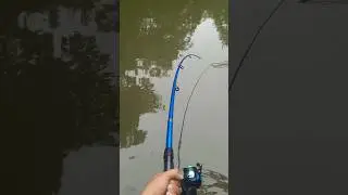 Big Fish Catching #fishing #fishingvideo
