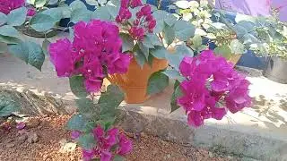 Violet bera🙏👍