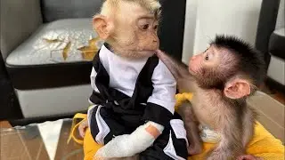 Baby Monkey Dino doesn't want to be left alone in the room by Mommy who wants to pick up Alpha