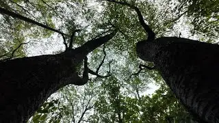 Forest Canopy & Wonderful Bird Sounds