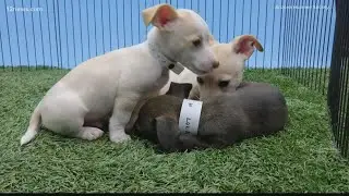 The Arizona Humane Society offers tips for keeping pets safe during the holidays
