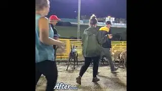 Actual Footage of a Race Day Behind the Scenes at a Professional Greyhound Track