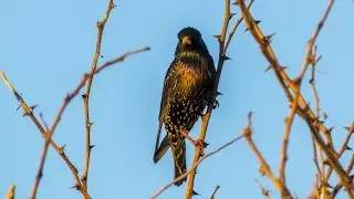 Обыкновенный скворец (Sturnus vulgaris)
