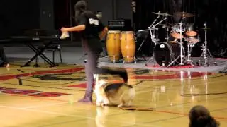 Performing at the Talent Show ~(dog performance)~