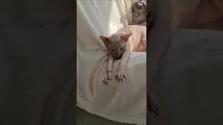 Ultimate chill cats on a sunny chair 😎☀️ | Котаны на чиле и расслабоне