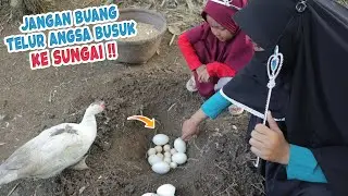 BEGINI CARA BUANG TELUR ANGSA YANG TIDAK MENETAS