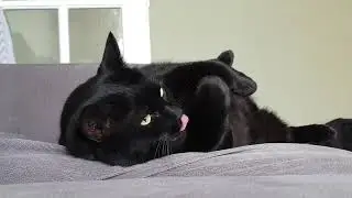 Pookie the cat relaxating  to Hugh Faraser soothing voice. 
