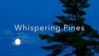 Whispering Pines - Steve T Hunter Solo Piano
