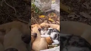 #streetpets #doglover #animals #dogsstreet #dogowner #streetanimals #petowner #puppy #streetpuppy
