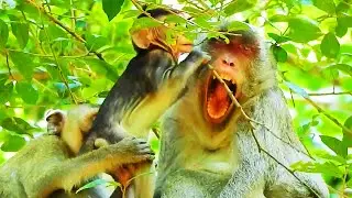 MG.. Horrible Hurt Janna Monkey Bite Jazzy Monkey, But Jane Monkey So Pain.