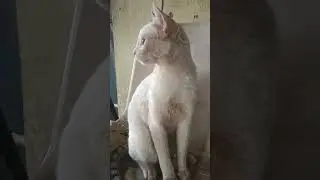 झोपुन ऊठला