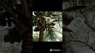 Using a drone to harvest coconuts #drone #dji #short #shorts