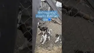 Husky puppies imitating us at the Snowhotel in Kirkenes💙❄️ #puppy #husky #snowhotelkirkenes