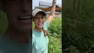 The Difference Between Determinate & Indeterminate Tomatoes!🍅   #gardening #hack #homesteading