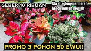 Promo obral mulai 10k 15k 3pot 50k ❗ Pusat aglonema murah koleksian rumpun mewah#tanamanhias 