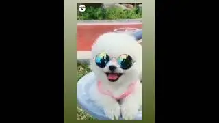 ##cute cat 💓🤡🤡funny video😍😍##superfantasy 🤣🤣##shorts