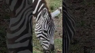 Zebra grazing in its Natural Habitat