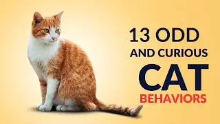 13 Odd and Curious Cat Behaviors