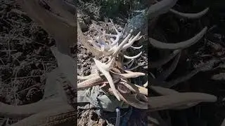 Shed Season Please    #shedseason #elkshed #elk  #bullelk #elk101 #elkseason #elkrut #shedhunting