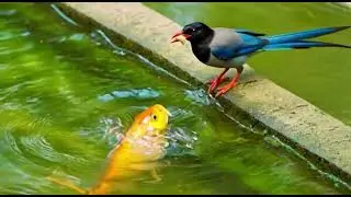 The nature of birds and calm music #subscribe #relxing #birdsong #music