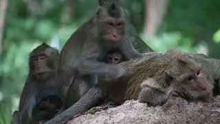 Monkey Life Up Close! Funny Moments & Daily Adventures | EP 21