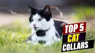 Top 5 Cat Collars for Safety and Style: A Comprehensive Guide