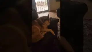 Husky Sleepy Time #shorts
