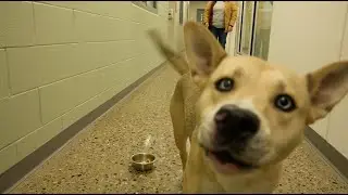 Shelter animals in Mason predict the Super Bowl LVIII Winner