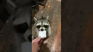 Raccoon Enjoys Eating Large Marshmallow