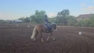 Princess Noble USEF 3rd Level Test 3 AHA International Haflinger Celebration 2023