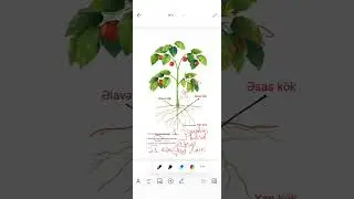 7-ci sinif Mövzu 2.2 Kök
