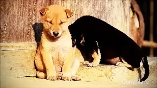 Animals Falling Asleep 😂 Funny Animals Trying to Stay Awake Compilation (HD) [Funny Pets]