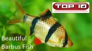 Top 10 Pesci Barbo più belli 🐠