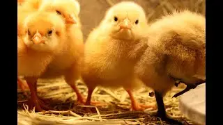 How to take care of your pet chicken